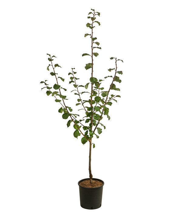  Zwetschge 'Haganta'