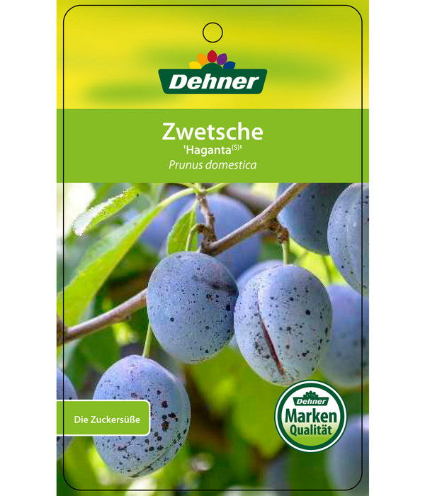  Zwetschge 'Haganta'