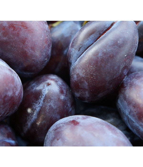  Zwetschge 'Haroma'