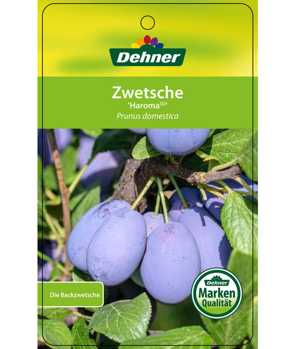  Zwetschge 'Haroma'
