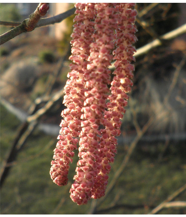  Dehner Haselnuss 'Rote Zellernuss'