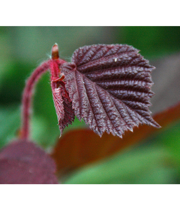  Dehner Haselnuss 'Rote Zellernuss'