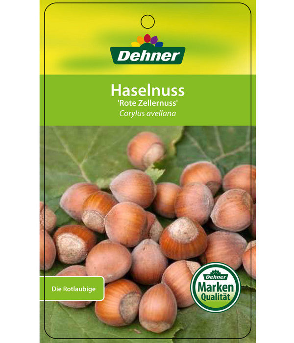  Dehner Haselnuss 'Rote Zellernuss'