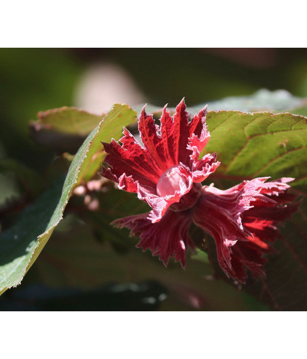  Dehner Haselnuss 'Rote Zellernuss'