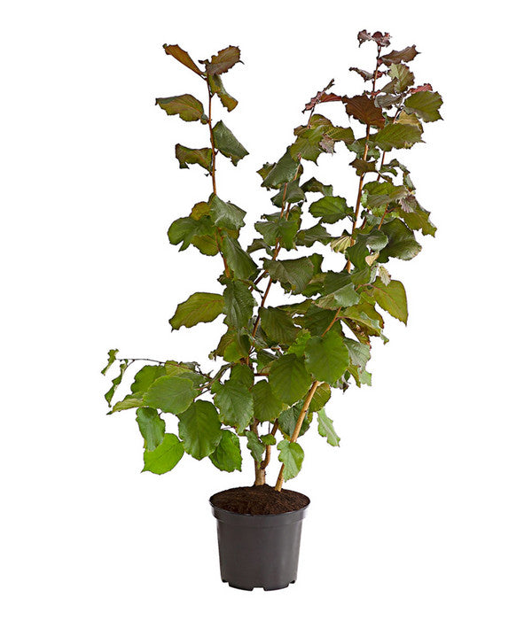  Dehner Haselnuss 'Rote Zellernuss'