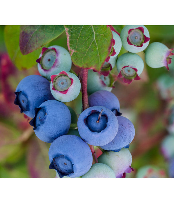  Dehner Heidelbeere 'Bluecrop'