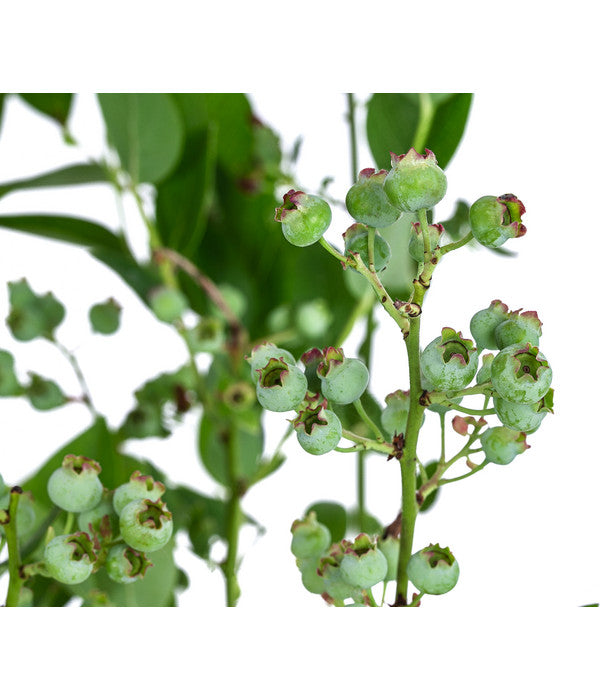  Dehner Heidelbeere 'Bluecrop'