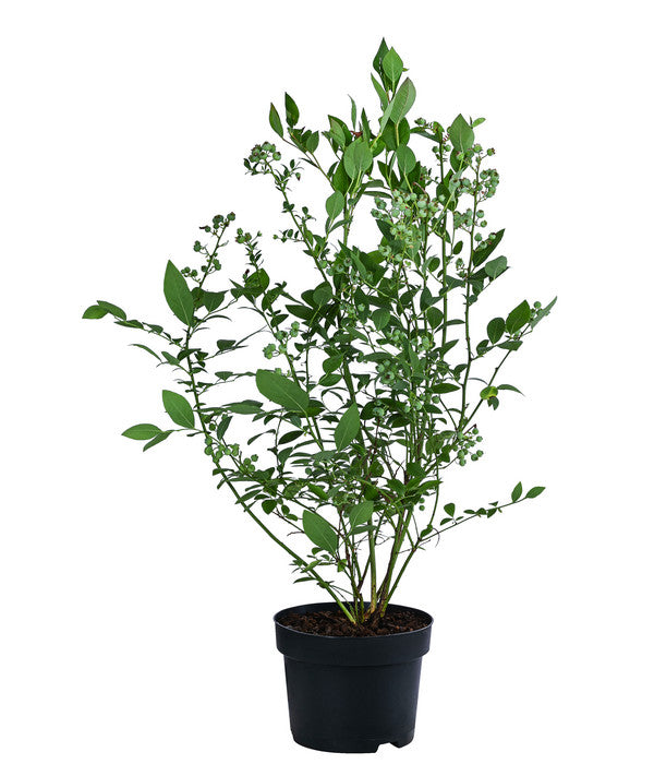  Dehner Heidelbeere 'Bluecrop'