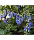  4-Monats-Heidelbeere 'Lucky Berry®'