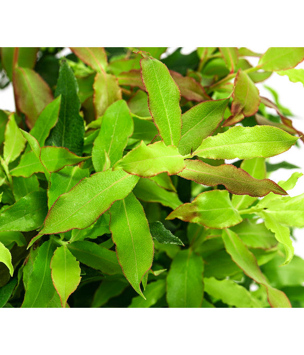 4-Monats-Heidelbeere 'Lucky Berry®'