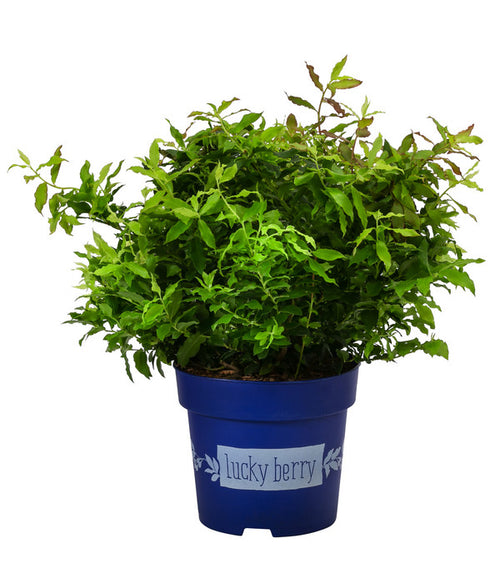  4-Monats-Heidelbeere 'Lucky Berry®'