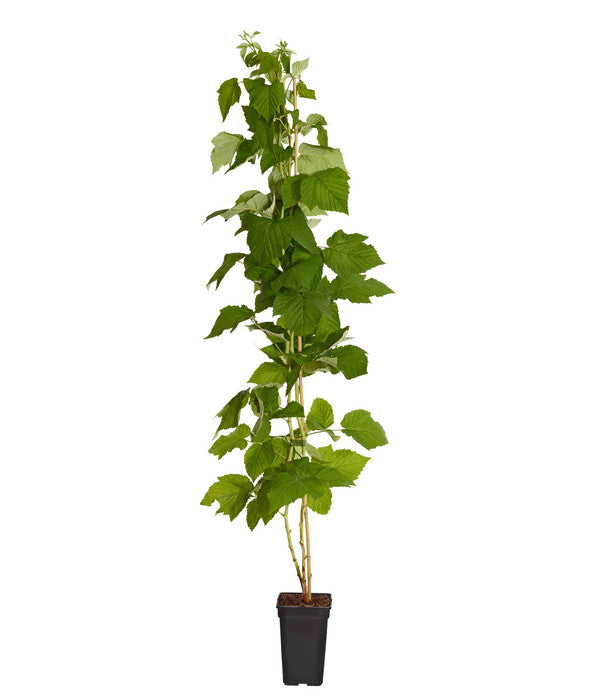  Dehner Gourmet Garten Himbeere 'Homecane®'