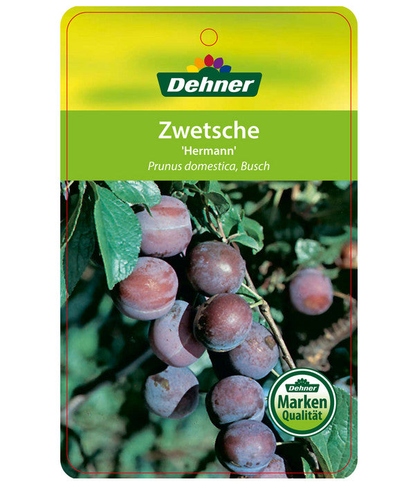  Zwetschge 'Hermann'