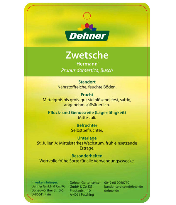  Zwetschge 'Hermann'