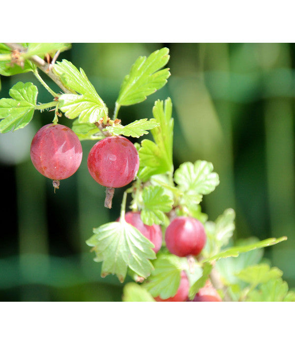  Stachelbeere 'Hinnonmäki', Stämmchen