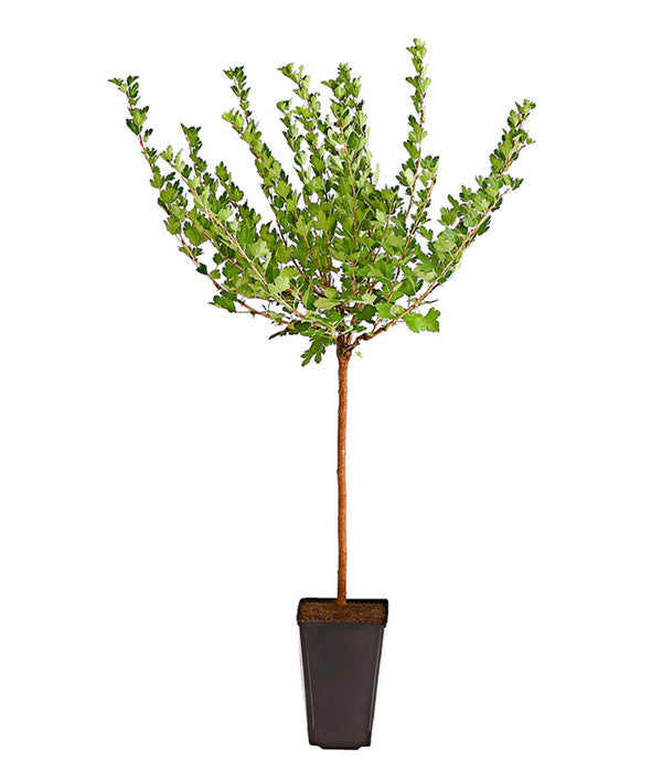  Stachelbeere 'Hinnonmäki', Stämmchen