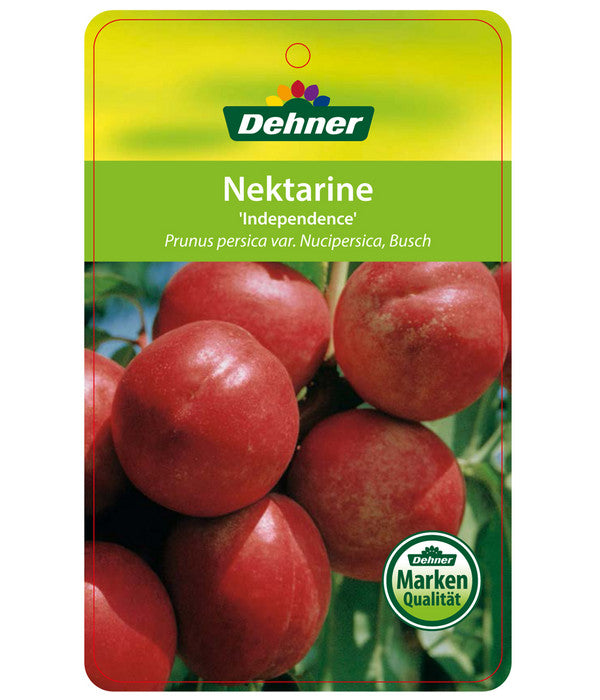  Dehner Nektarine 'Independence'