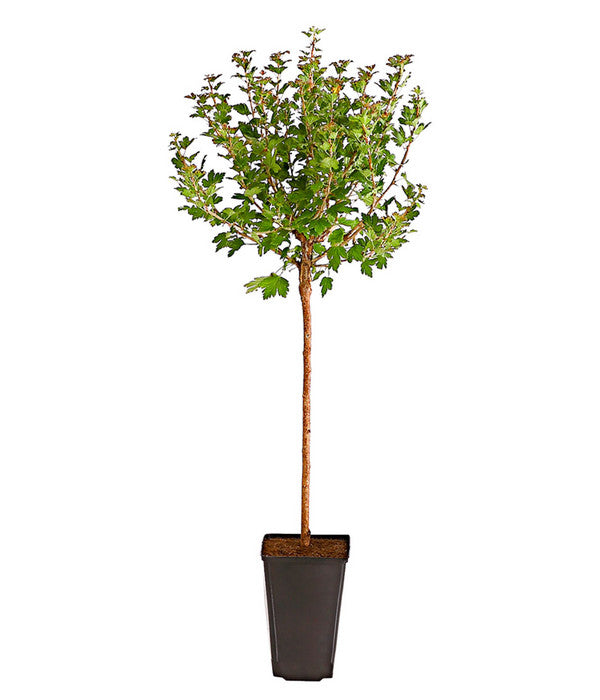  Stachelbeere 'Invicta', Stämmchen