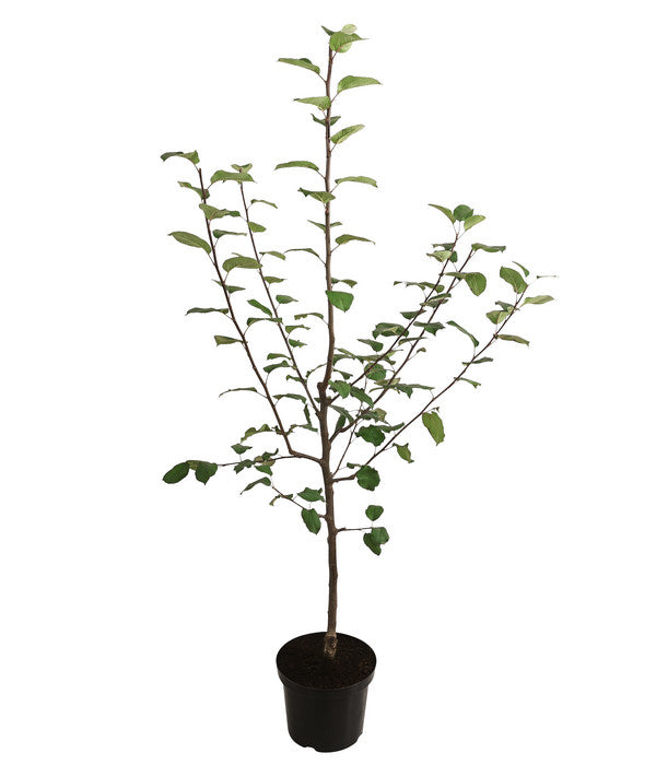  Herbstapfel 'Jakob Fischer'