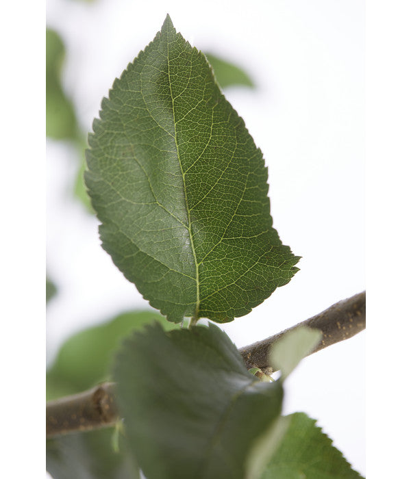  Winterapfel 'Jonagold'