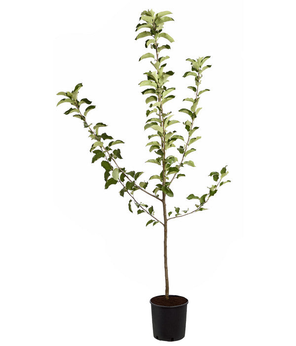  Winterapfel 'Jonagold'