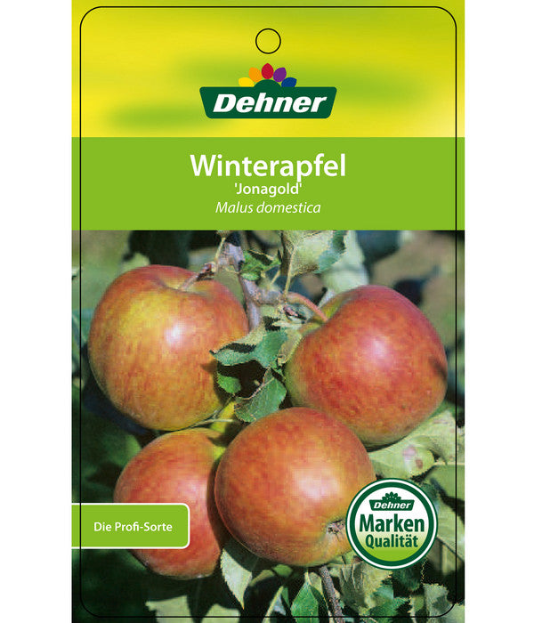  Winterapfel 'Jonagold'