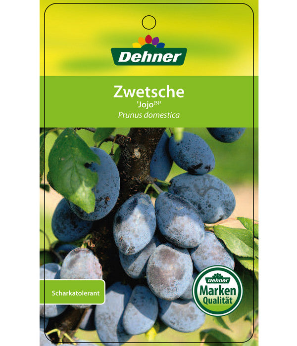  Zwetschge 'Jojo'