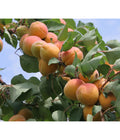  Aprikose - Marille 'Klosterneuburger'