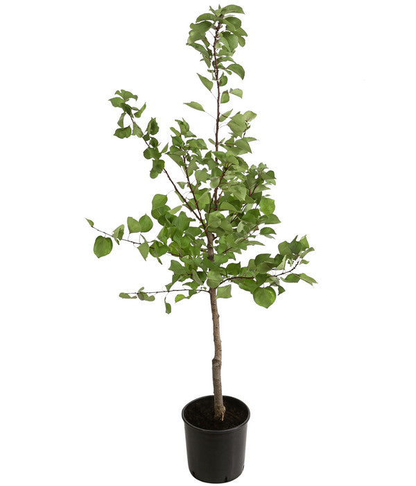  Aprikose - Marille 'Klosterneuburger'