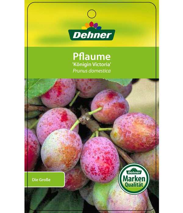  Dehner Pflaume 'Königin Viktoria'