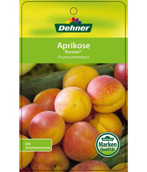  Aprikose 'Kuresia'