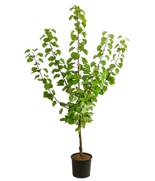  Aprikose 'Kuresia'