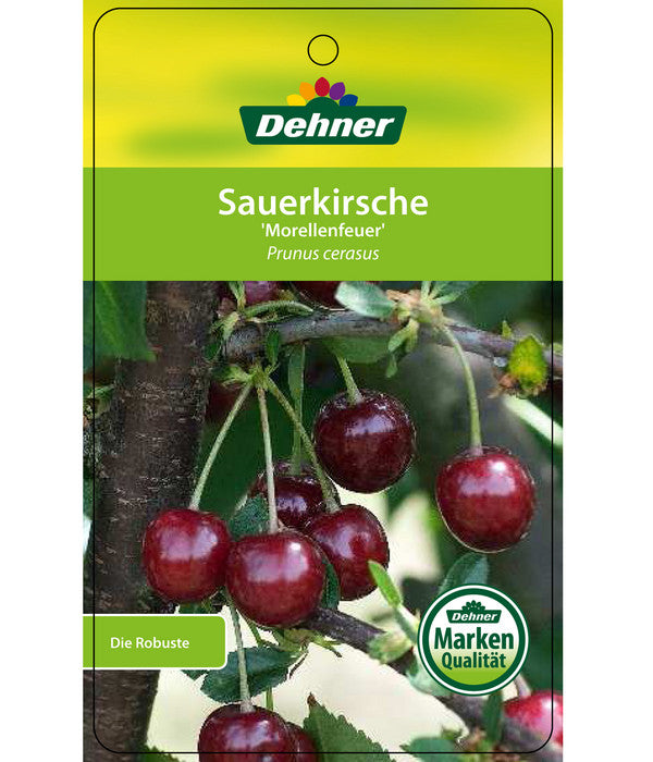  Sauerkirsche 'Morellenfeuer'