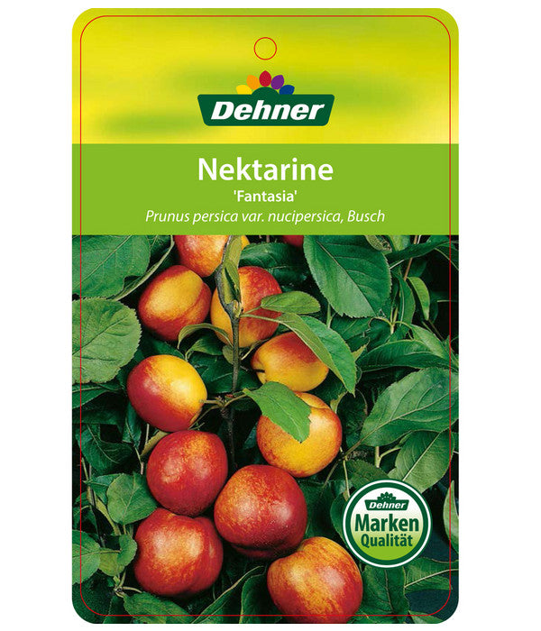  Nektarine 'Fantasia'