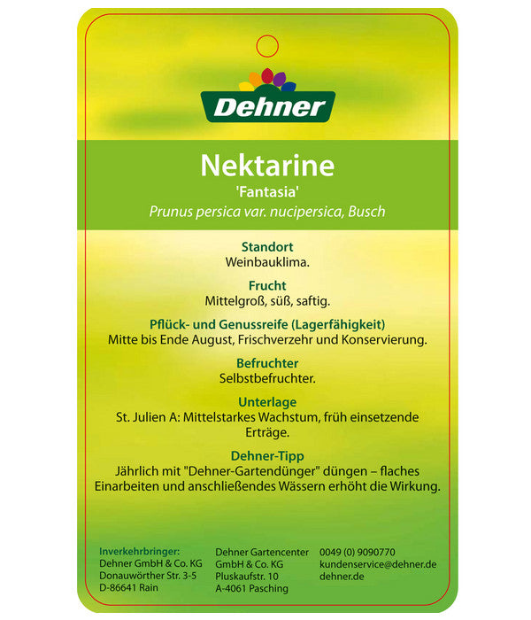  Nektarine 'Fantasia'