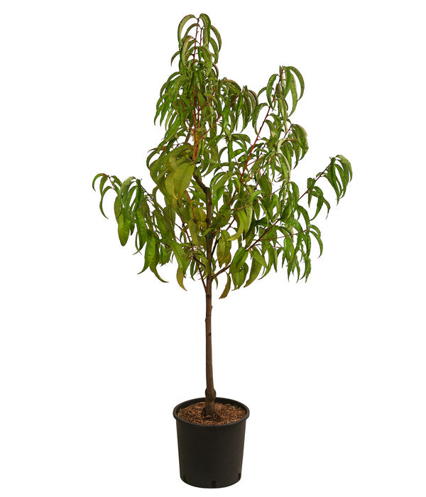  Nektarine 'Fantasia'