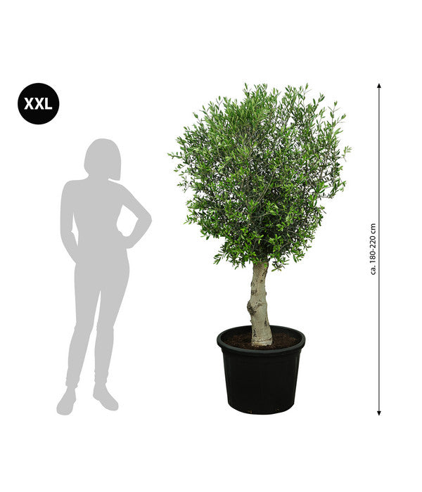  XXL Olivenbaum, Ca. 180-220 Cm