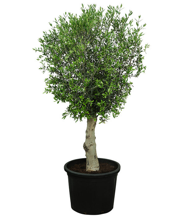  XXL Olivenbaum, Ca. 180-220 Cm
