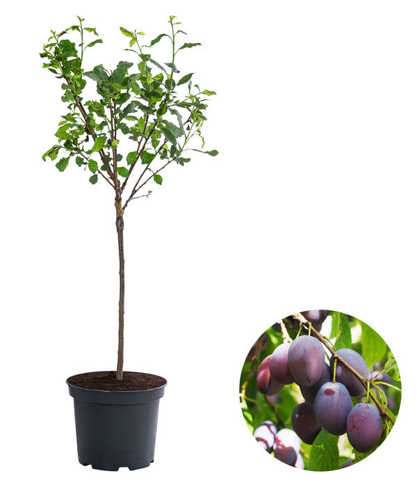  Zwergpflaume 'Hanna'