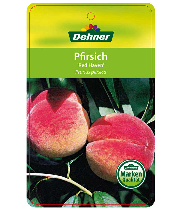  Dehner Pfirsich 'Red Haven'