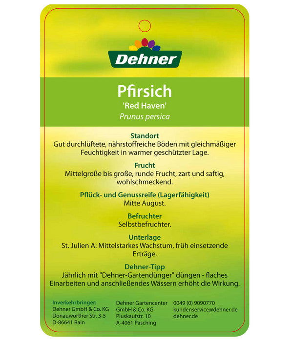  Dehner Pfirsich 'Red Haven'