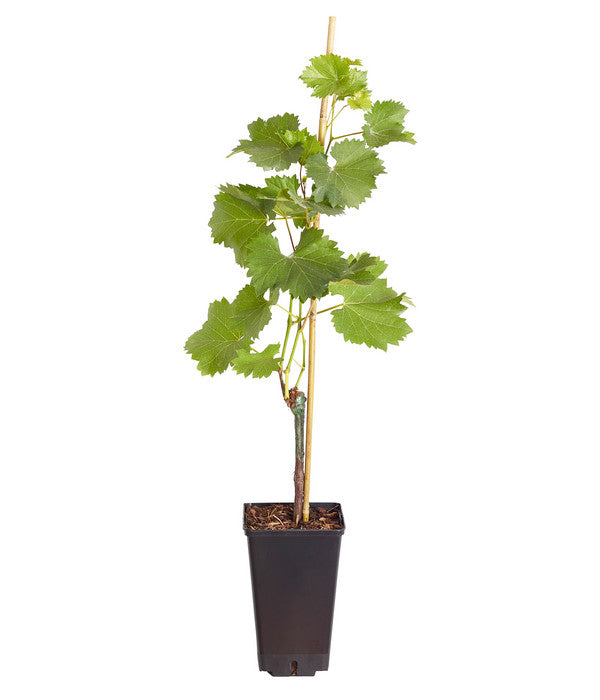  Tafeltraube 'Phönix'