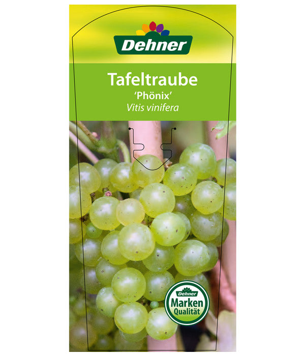  Tafeltraube 'Phönix'