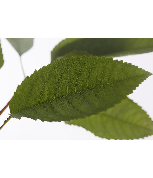  Winterapfel 'Pinova'
