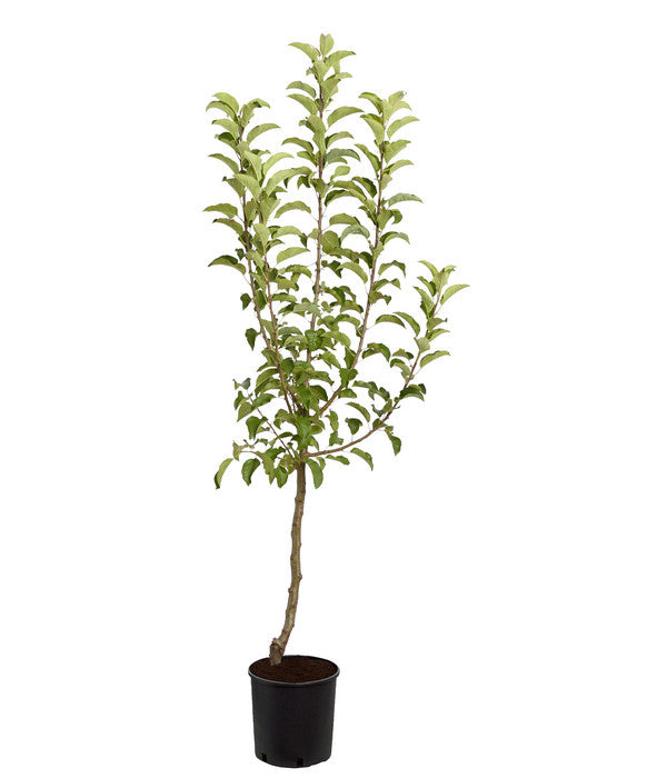  Winterapfel 'Pinova'