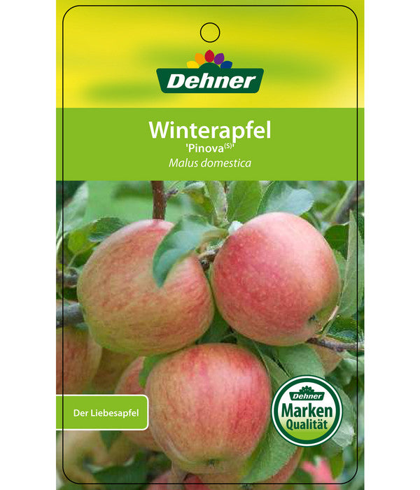  Winterapfel 'Pinova'