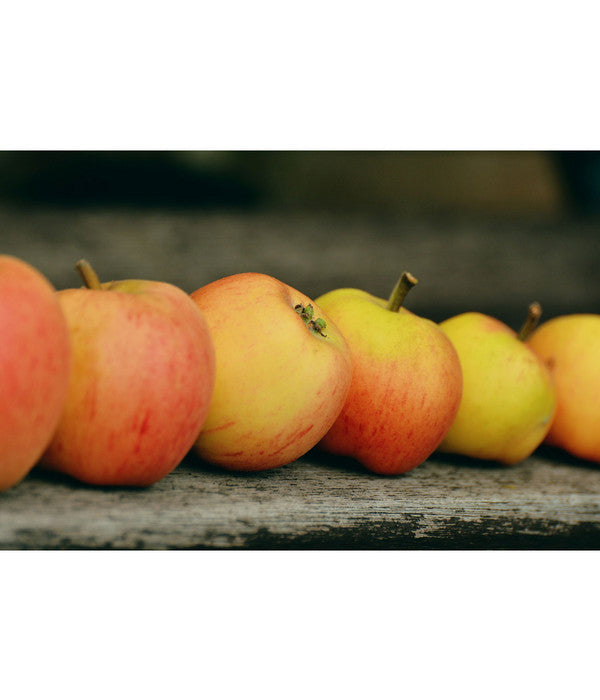  Winterapfel 'Pinova'