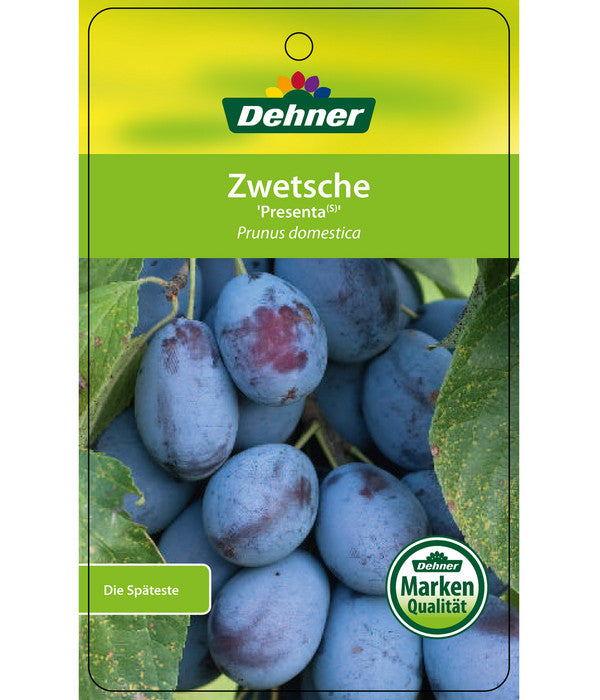  Zwetschge 'Presenta'