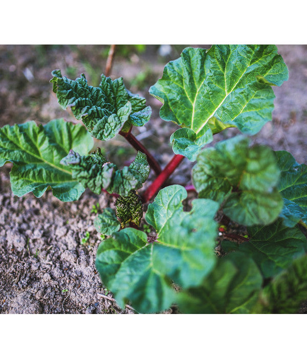  Dehner Gourmet Garten Himbeer-Rhabarber