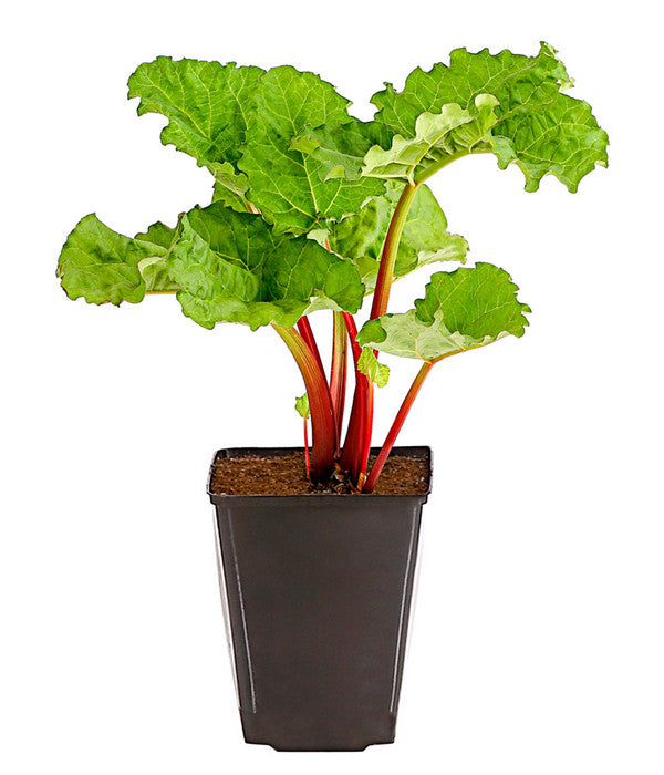  Dehner Gourmet Garten Himbeer-Rhabarber